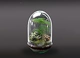 Garden Center shop by VM TERRARIO Planta Natural Micro Habitat Cristal Jungle...