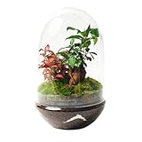 Terrario Plantas Cristal - Cúpula con Ficus Ginseng y Fittonia | Jardin Eterno...